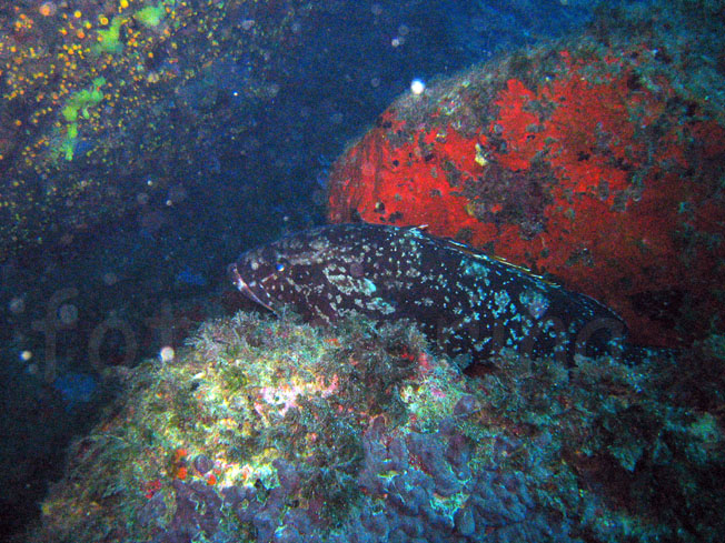 Qualche pesce da Portofino